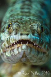 Lizard Fish.  Canon 7D, 100mm macro. by Ryan Pedlow 